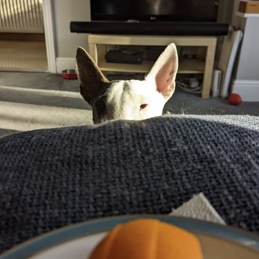 a bull terrier staring at an orange