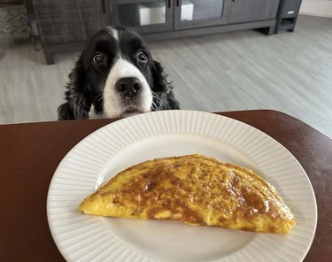 a dog staring at an omelette