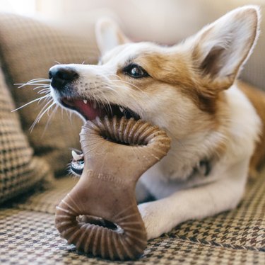Small dog chewing on a Benebone Bacon Flavor Dental Tough Dog Chew Toy