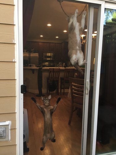 Two cats are climbing up a screen door.