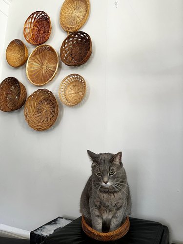 cat knocks decorative basket off wall so he can sit in it