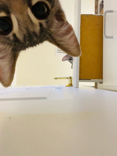 cat looks at human from under bathroom door