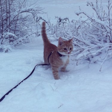 an orange kitten in a winter wonderland.