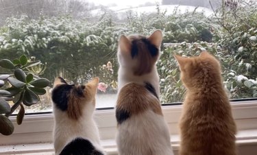 Three kittens looking out the window at snowfall.