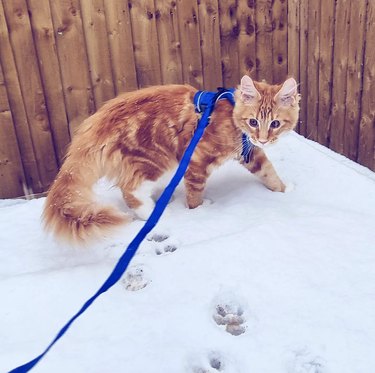 An orange kitten on a leash in the snow.