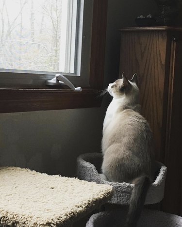 a cat looking out the window at falling snow.