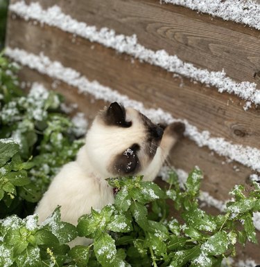 a white kitten with black paws gingerly touching snow with one paw.