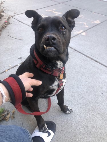 Black dog with underbite and snaggletooth