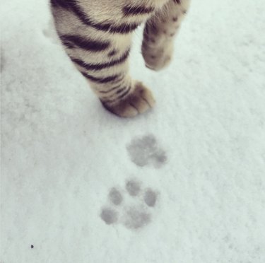 a kitten's paw prints and paws.