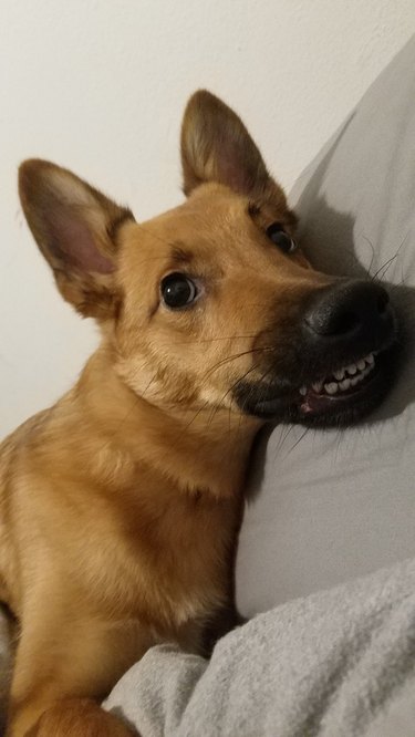 Puppy showing small teeth