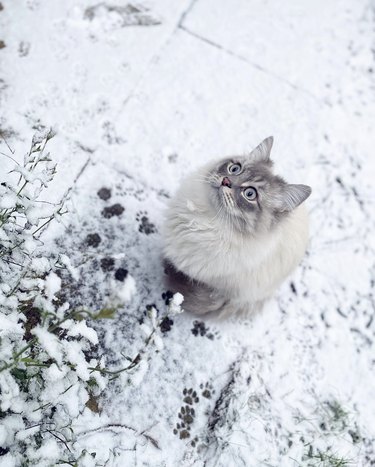 a cat looking up at snow falling.