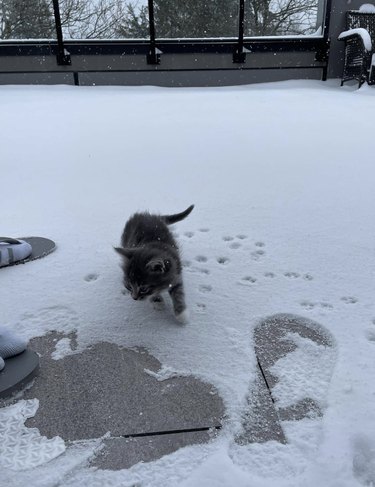 a kitten leaving their paw prints in the snow.