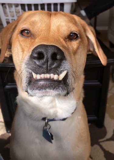 Dog with large underbite