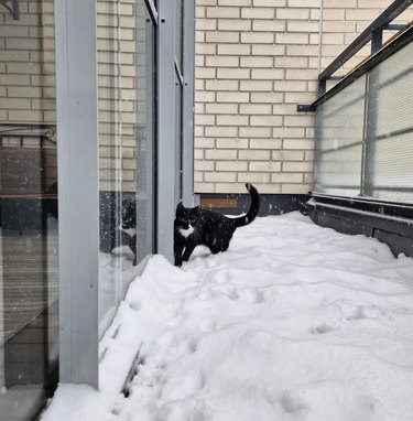 a cat walking slowly in snow.