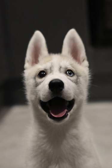 A happy husky puppy is looking at the camera.