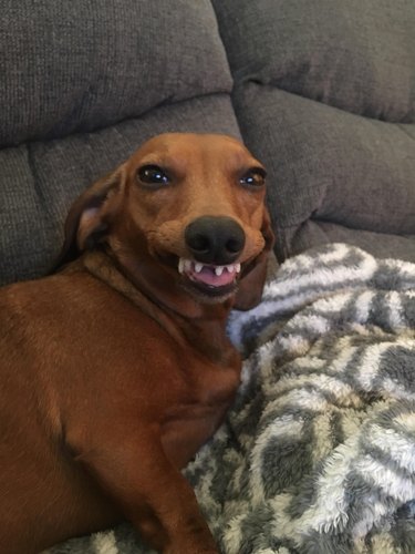 Dachshund with crooked teeth on couch