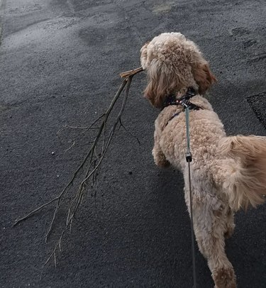 Dog on walk and carrying large branch in their mouth.