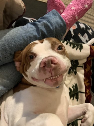Happy dog shows off underbite