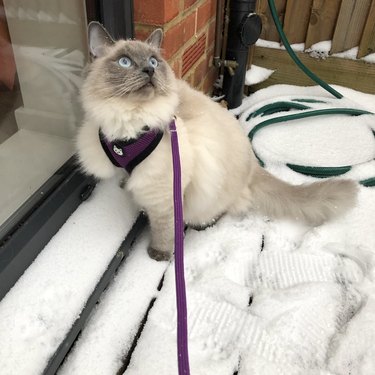 a blue eyed cat looking up at snow falling.
