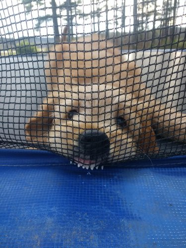 Golden doodle puppy shows off upper teeth through netting