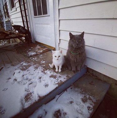a white kitten and gray cat sitting by the house to stay out of the snow.