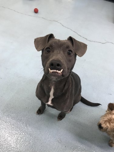 Attentive puppy with large underbite