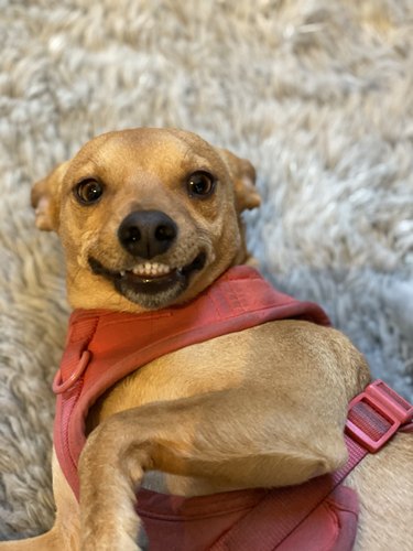 Small dog smiles with top and bottom teeth