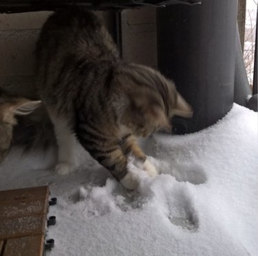 a kitten kneading the snow with their paws.