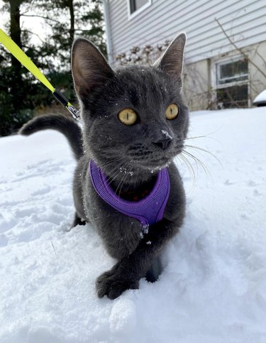 a dark gray cat sitting with their paws crossed in the snow.