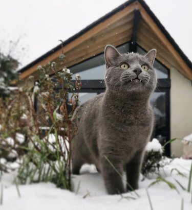 a gray cat with snowflakes drifting down on their head.