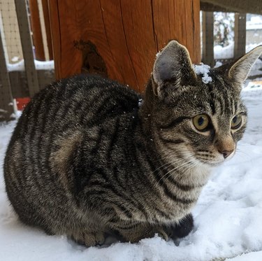 a striped gray cat sitting in the snow with some flakes on their head.
