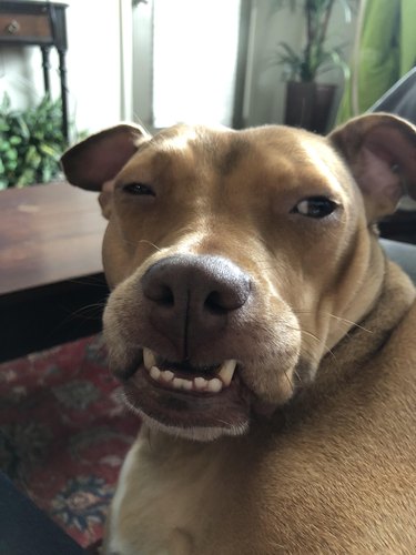 Sleepy dog with underbite