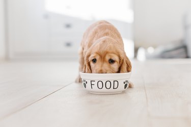 English cocker spaniel puppy eating dog food - stock photo