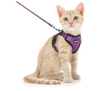 Dooradar Cat Harness and Leash Set in purple, size small