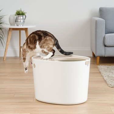 Cute cat hopping off top entry cat litter box in living room.