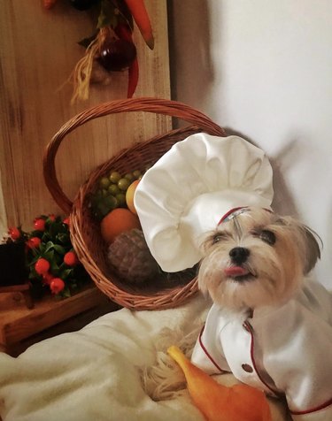 Morkie dog wearing chef hat and shirt, surrounded by produce in basket.