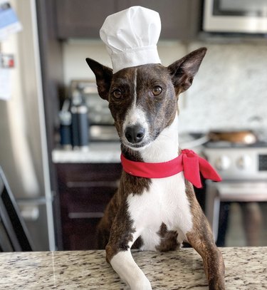Dog standing at kitchen counter wearing chef's hat and red scarf.