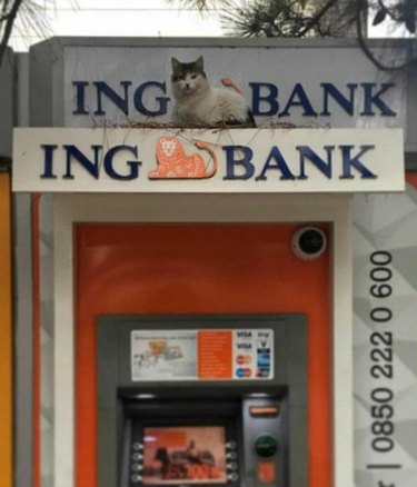 Cat lays on top of sign for ING Bank in same position as lion logo