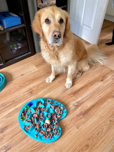 Golden retriever stands patiently in front of full puzzle feeder