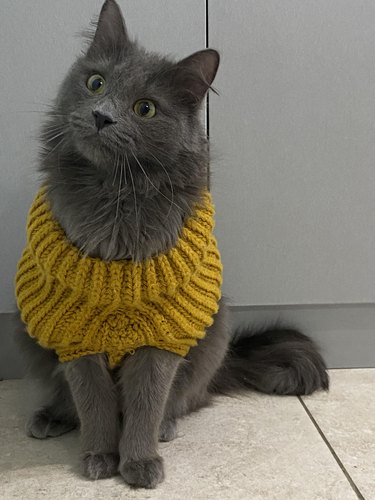 Gray fuzzy cat wearing mustard yellow knit sweater