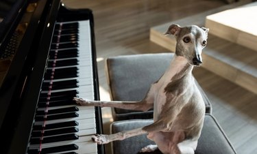 A dog has their front paws on a piano keyboard.