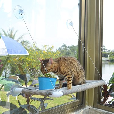 Cat sitting on a window perch investigating cat grass.
