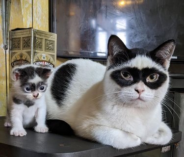 Cat and kitten with black mask markings