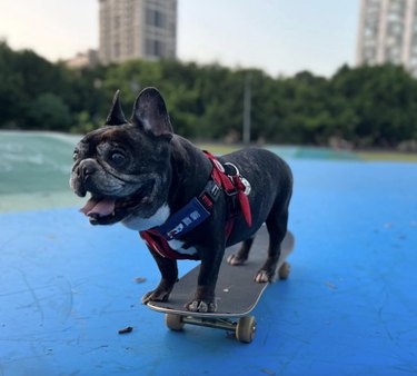 Happy French bulldog standing on skateboard.