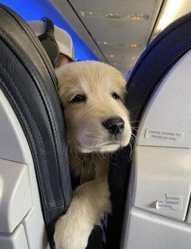 Golden retriever puppy pokes head through gap between seats on an airplane
