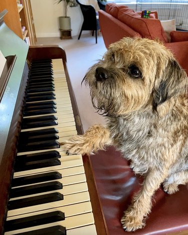 A dog is resting their paw on a piano keyboard.