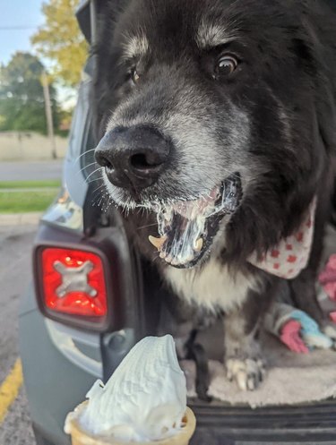 Elderly black dog looks overjoyed while eating vanilla soft serve cone