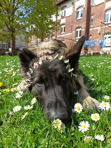 German Shepherd laying in grass wears daisy chain