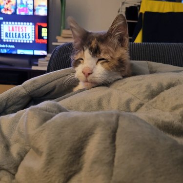 Confused cat with rumpled fur and heavy-lidded eyes emerges from weighted blanket