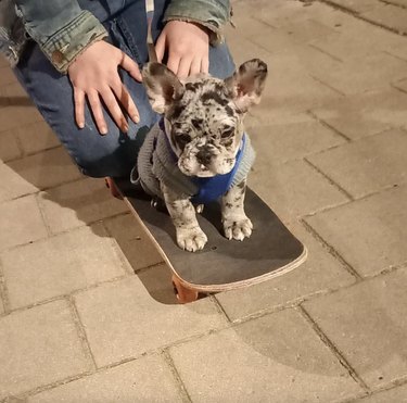 Small puppy on a skateboard with their human supervising.